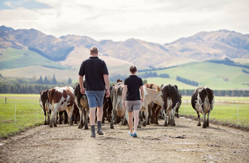 The domino effect of lameness management