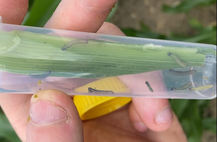 Fall armyworm found in Westland