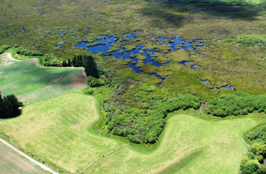 aerial-view-whangamarino-hero