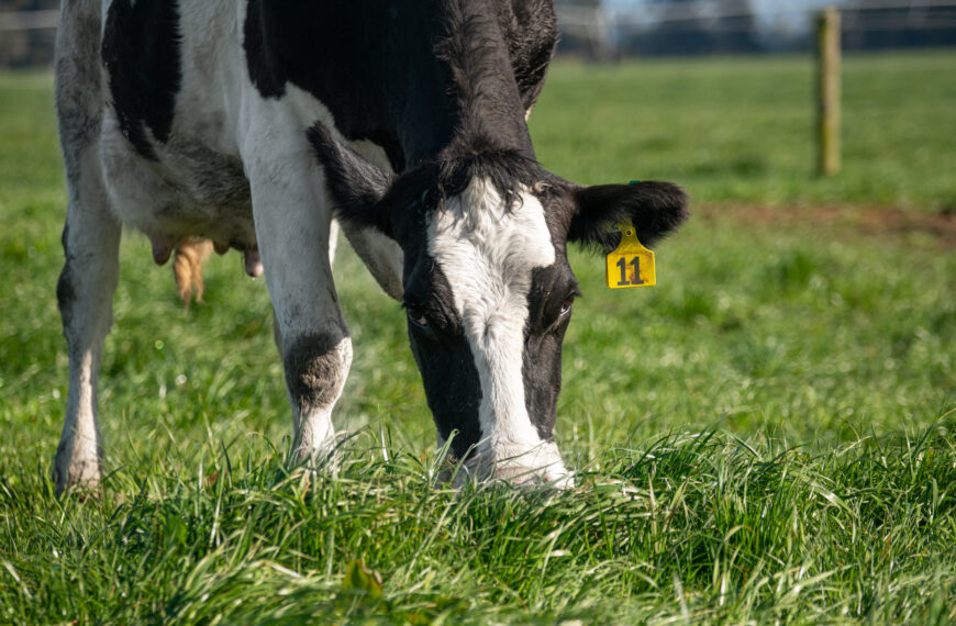 Know your downer cows and how to prevent them