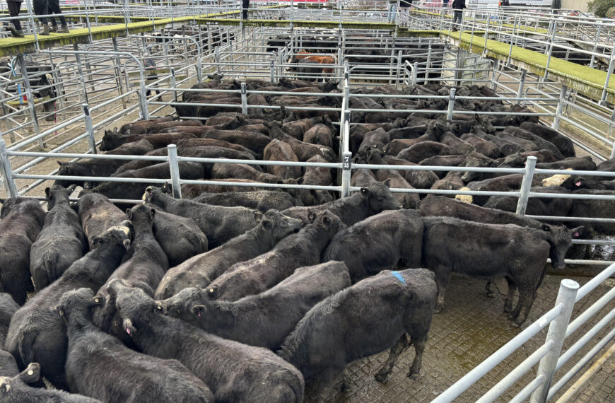 Saleyards jumping as spring market arrives