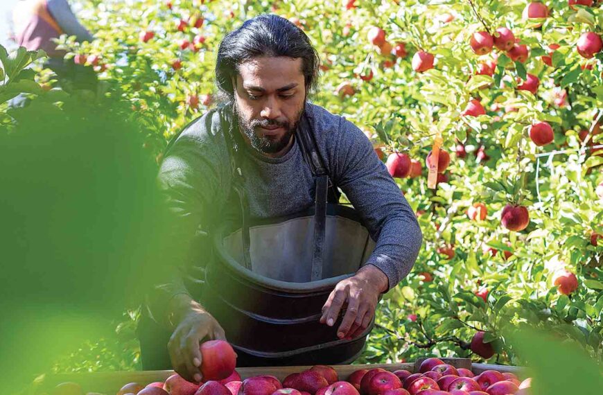 A picker places apples in a crate.