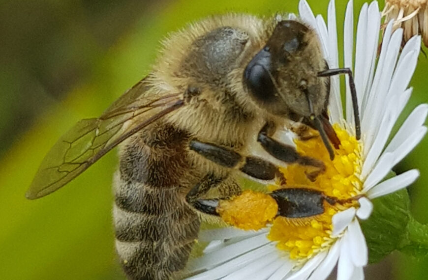 September’s the time to Bee Aware of fuzzy food heroes