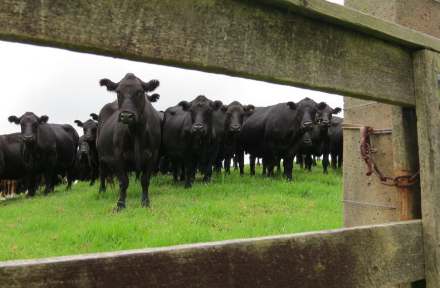 North and south buck the beef cattle decline