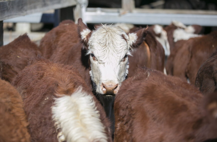 Where to next for yearling steer market