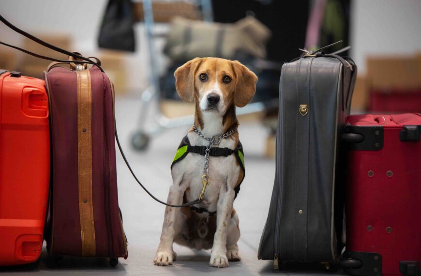 Biosecurity New Zealands detector dog Ice on the job