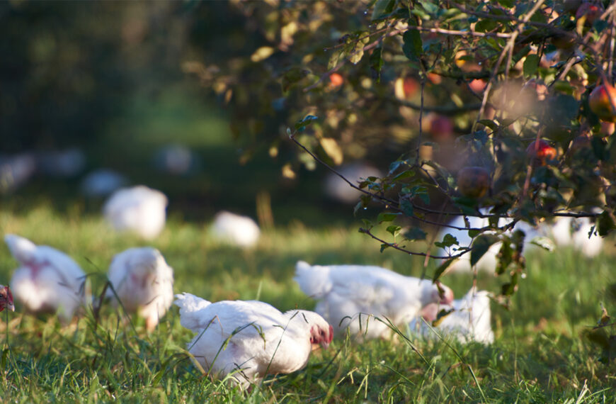 OIO approves Bostock organic chicken sale to Ingham