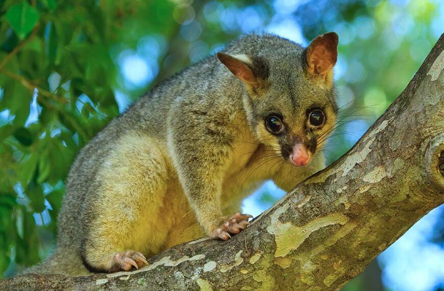 brushtail-possum