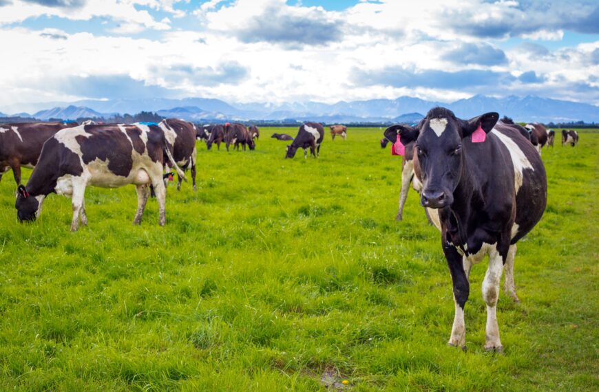 Southland punching above its weight in dairy farm sales