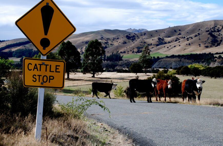 Stock crossing crash risked biker’s life