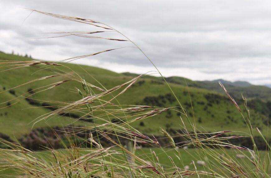 EPA approves biocontrol for Chilean needle grass