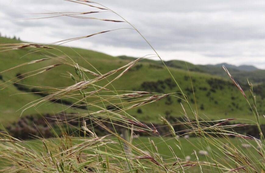 Farmers urged to keep invasive pest out of Horizons