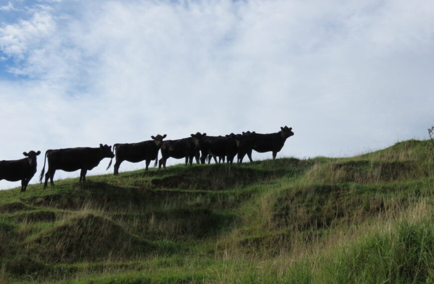 BLNZ ready to reach out to farmers