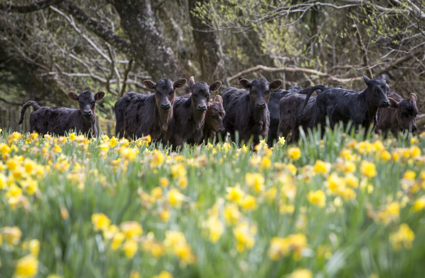 Promising trials for Alzheimer’s daffodil project