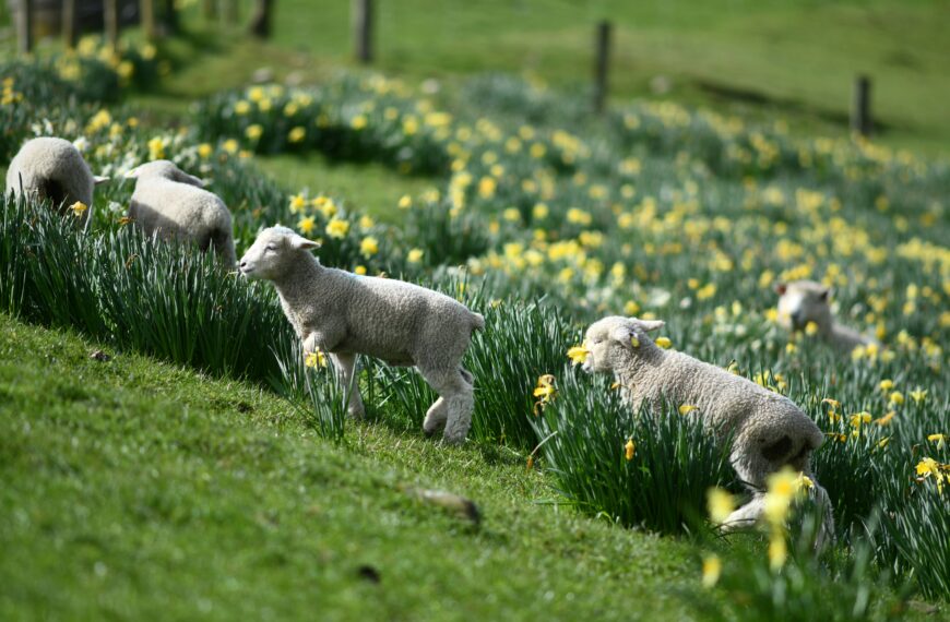 Methane-blocking daffodil extract to be trialled