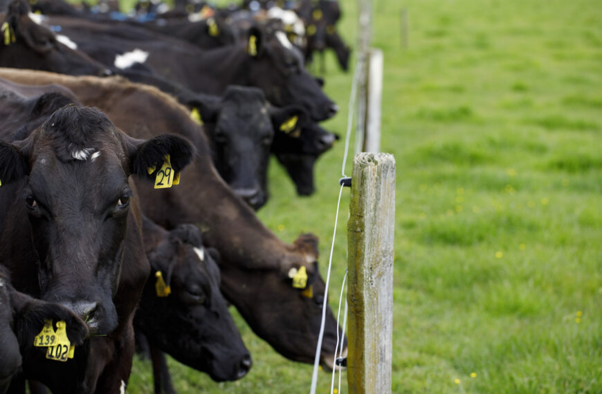 Three candidates for DairyNZ board