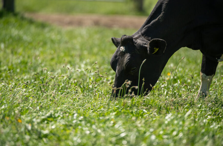 Time to get DairyNZ director nominations in