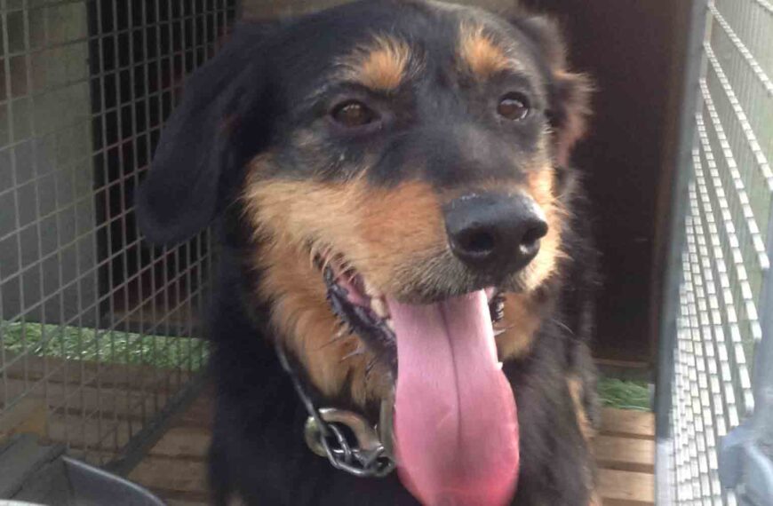 Close up of a farm dog's face, with its tongue hanging out.