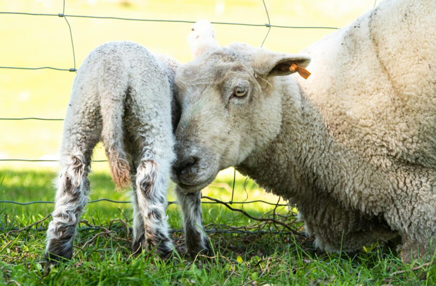 Setting up lambs for success