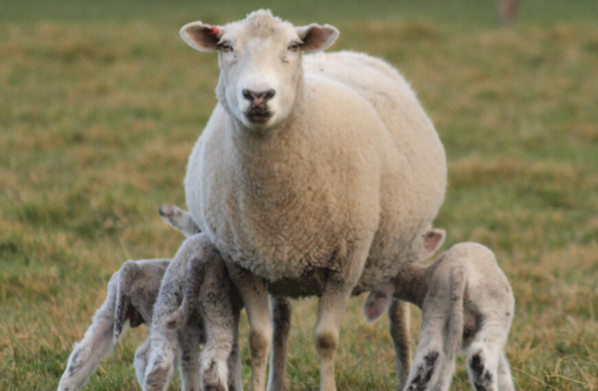 Where have one million ewes gone?