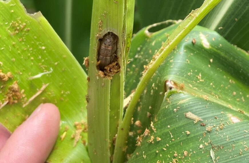 Fall armyworm spreads further afield