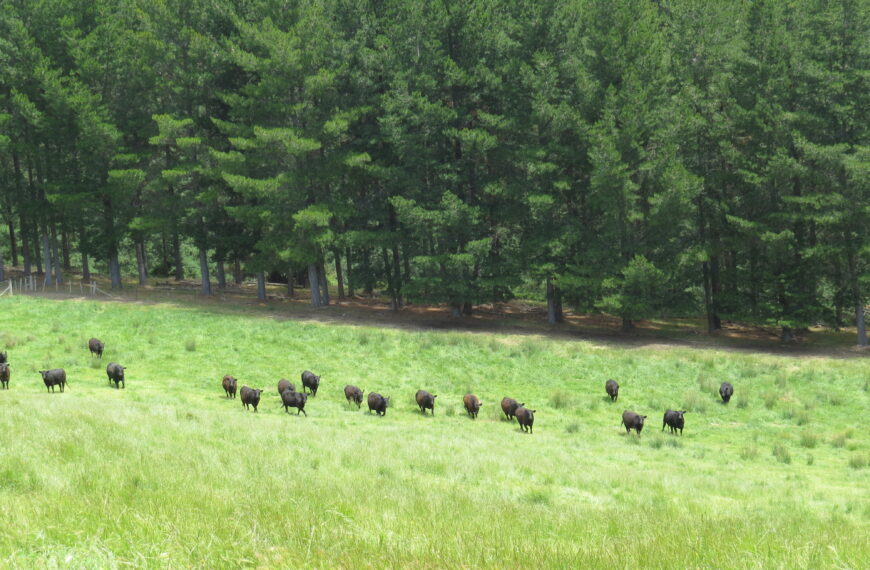 NZ still pressing to be spared EU deforestation rules