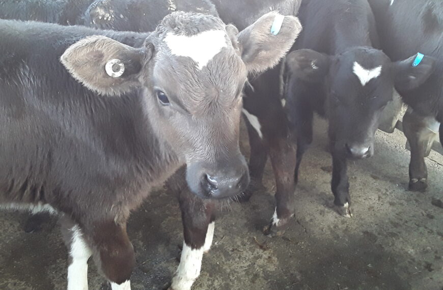 Calves are golden again as market adjusts