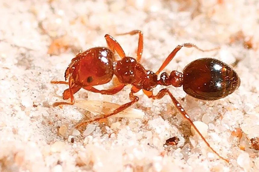 Fire ants spark panic in Australia