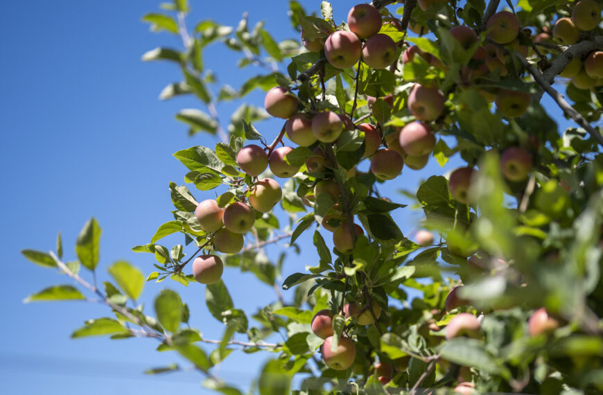 Scales swaps out apple varieties