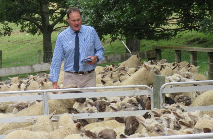 Store lamb values climb in South Island saleyards