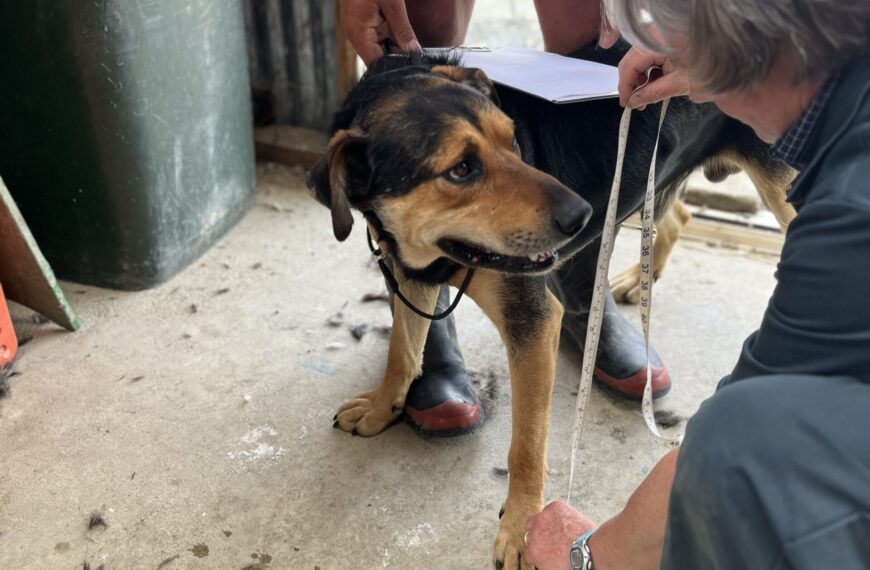 Dog being measured by a vet in a shed.