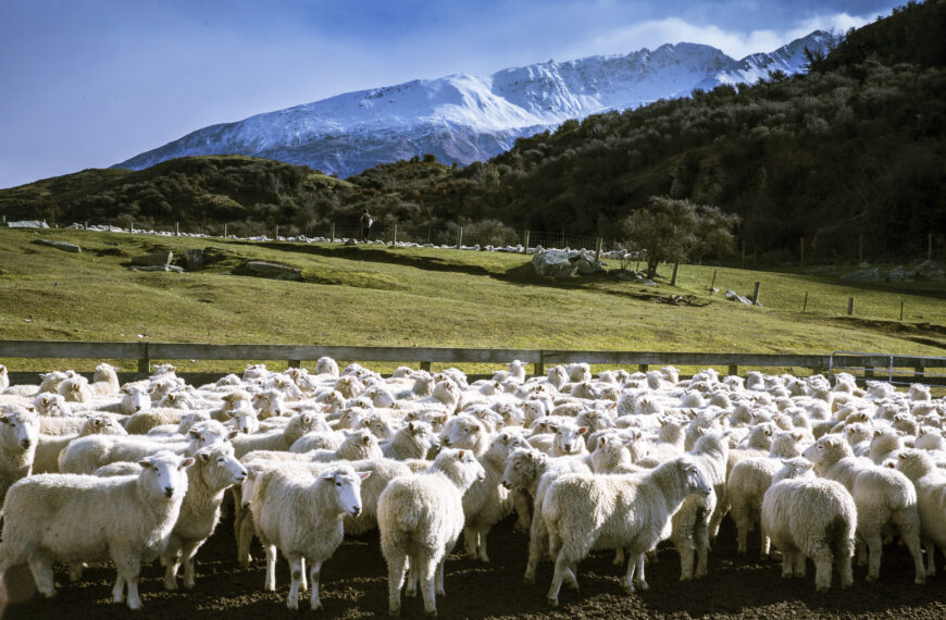 Drought hammers already falling livestock numbers