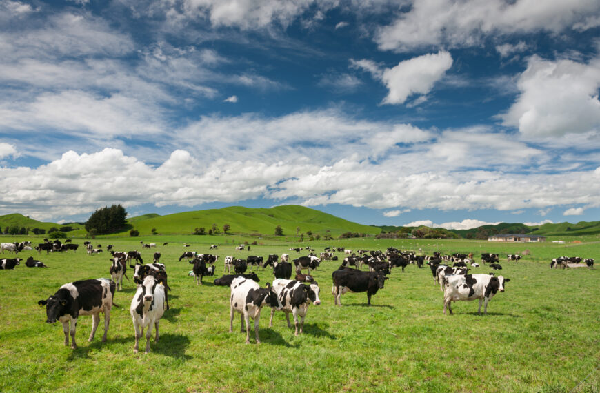 Hamilton to host Holstein-Friesian NZ conference