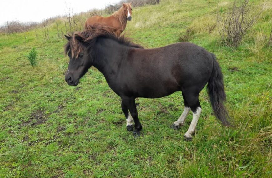 Two sentenced for lame and dehydrated horses