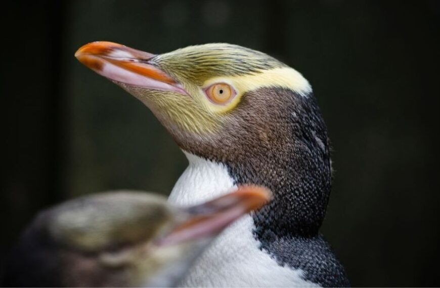 Noisy hoiho crowned Bird of the Year for the second time