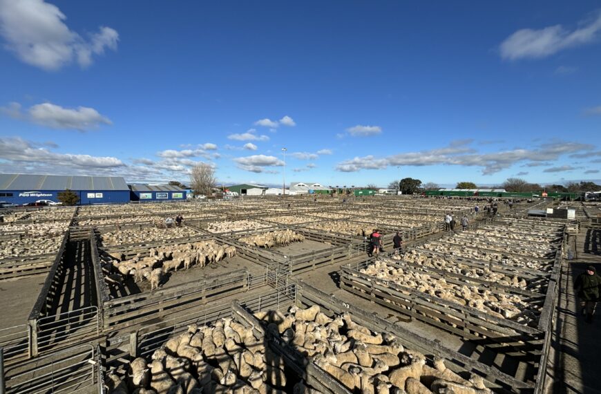 Packed to the rafters at Feilding saleyard