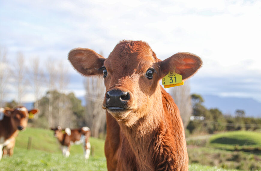 Action needed to keep NZ’s vets in field