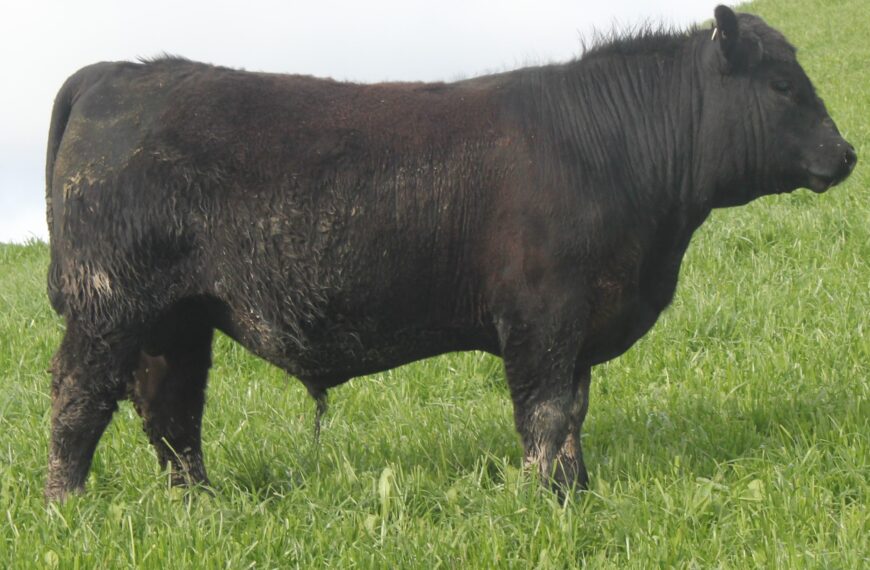 Yearling Angus bulls begin to stretch out prices