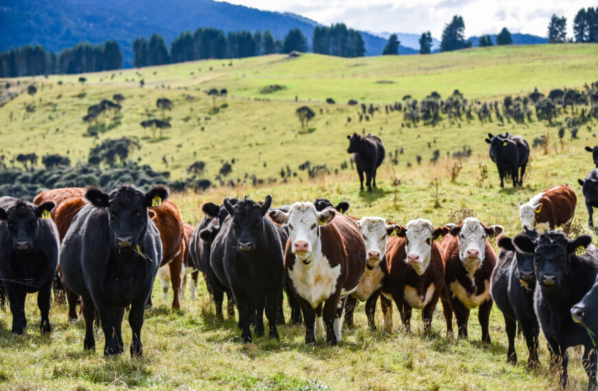 Red meat puts up bipartisan wish list for sector