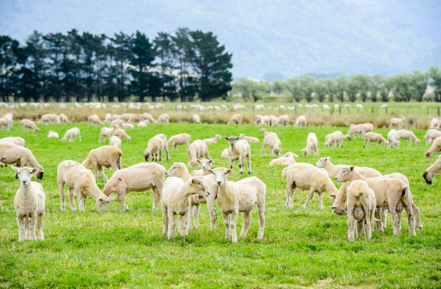 Lamb exports lift but prices need to follow suit