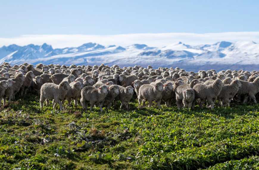 NZ Merino Co takes a hard look at itself