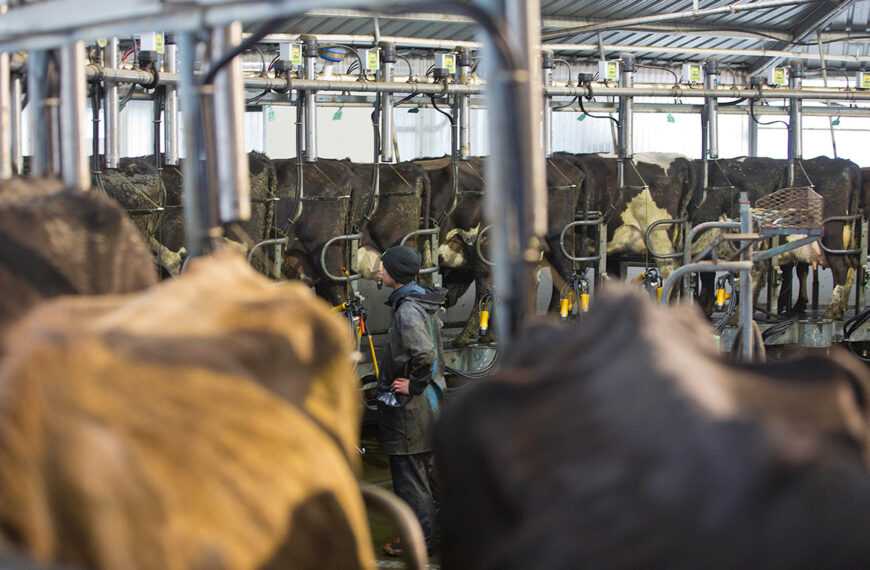 Worker in milking shed with cows