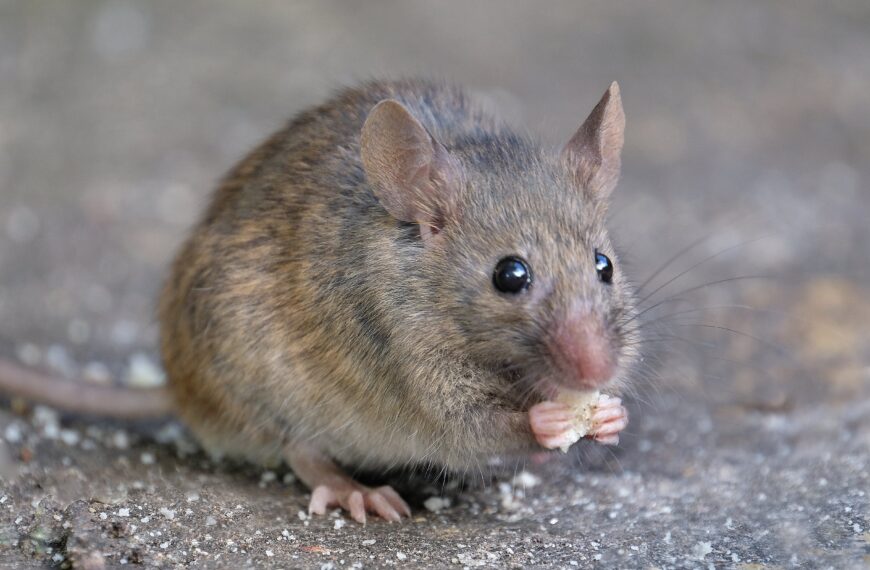 Zespri mice infestation on ship not from Kiwi shores