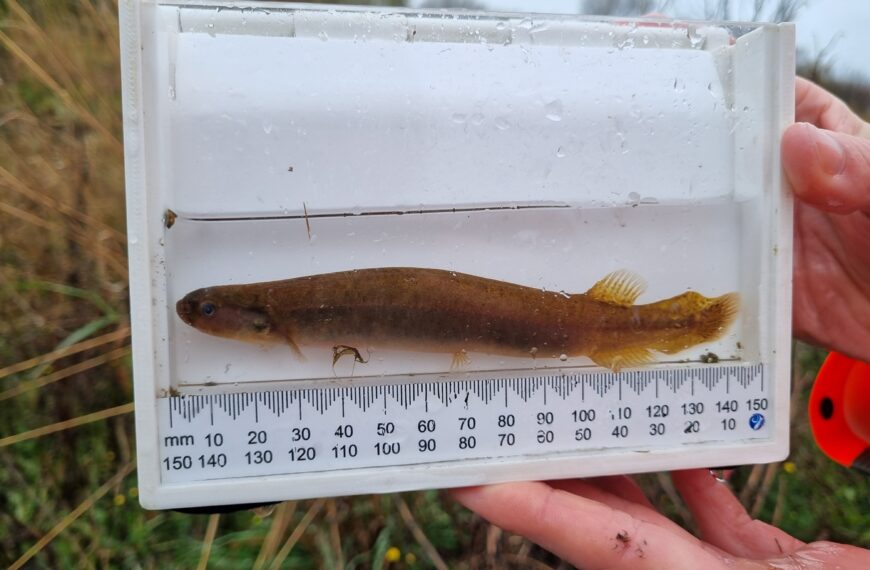 Threatened mudfish safe on Craigmore farm