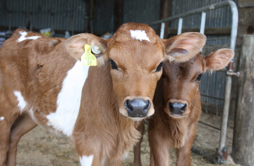 OSPRI gives farmers a say on NAIT strategy