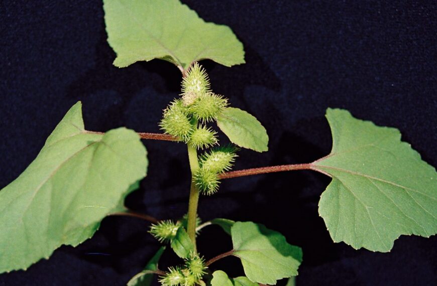 Farmers asked to be on lookout for invasive weed