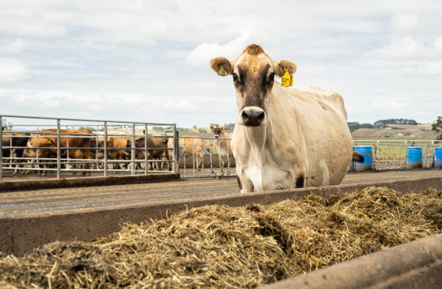 How to prep cows for successful mating