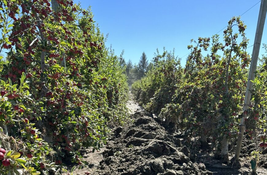 A Hawke’s Bay apple and grape harvest like no other