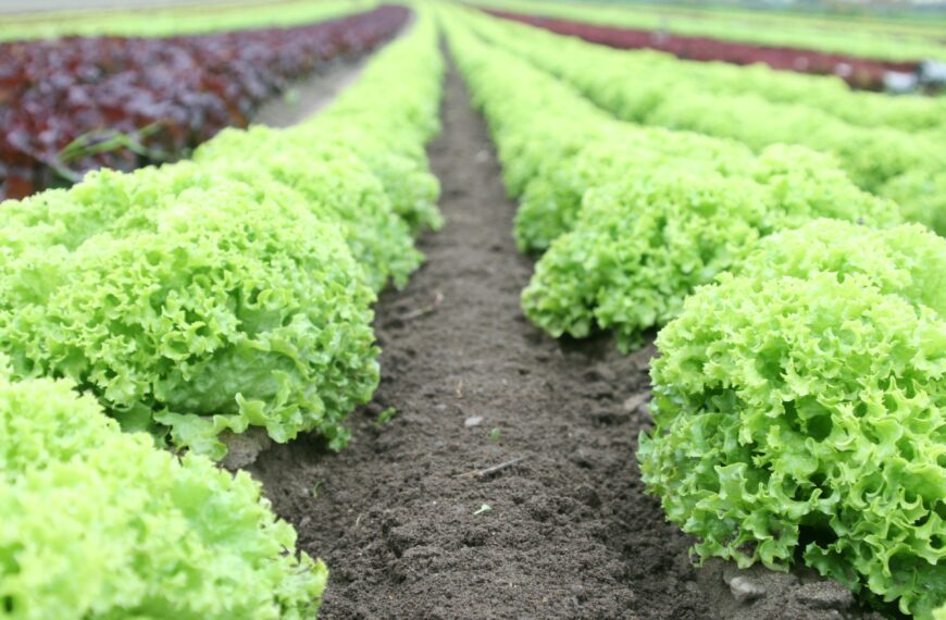 Voting time for vegetable growers