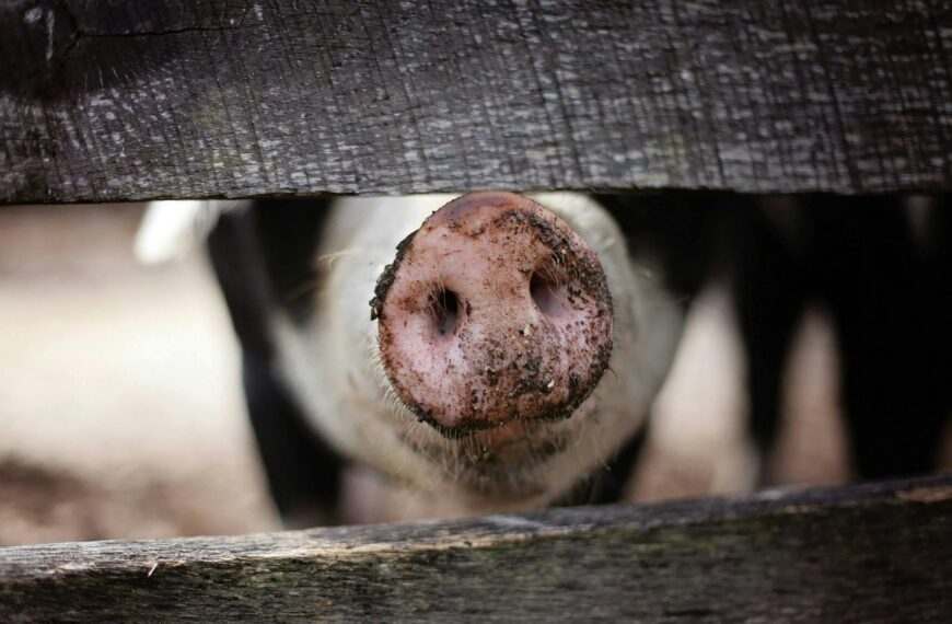 Policy tangle a threat to pig farming